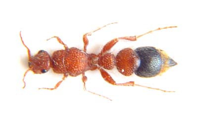 Smicromyrme (gr. ceto ) Velvet ant  