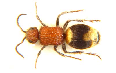 Apterogyna (gr. andrei )Velvet ant .