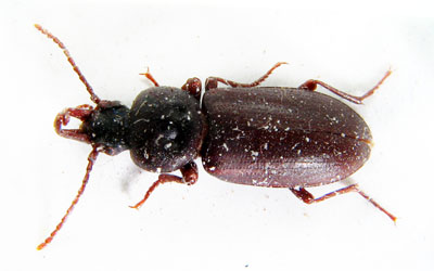 Tenebrionidae sp