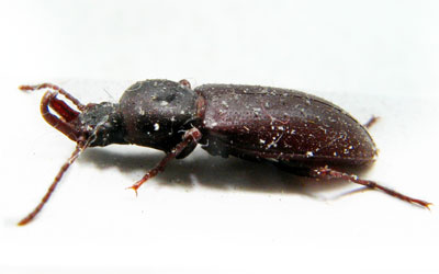Tenebrionidae sp