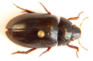 Hydrochara sp. (Water Beetle.)