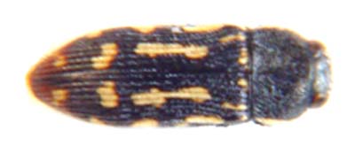Acmaeodera signifera.