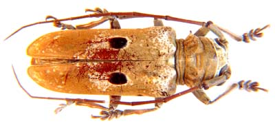 Tragocephala  myops unicullata.