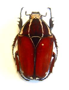 Mecynorhina ugandensis. Moser. f. bicolore 