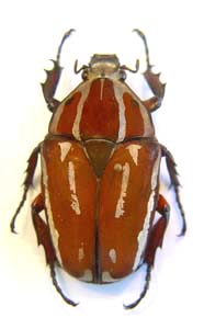 Mecynorhina ugandensis purkynei. Tesar. var