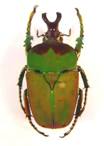 Compsocephalus dmitriewi. Olsufiew.