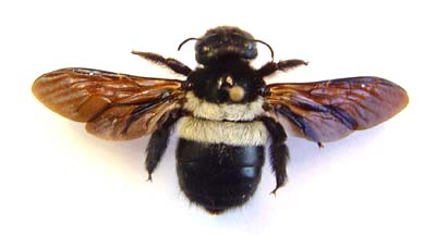  Xylocopa sp.  Carpenter bee (Black & White )