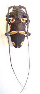 Zographus oculator