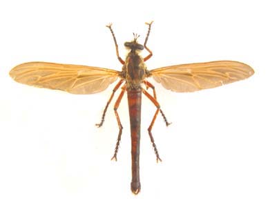 Philodicus sp. Giant Robber fly