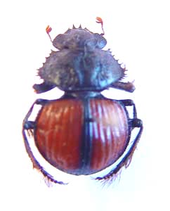 Pachysoma denticolle