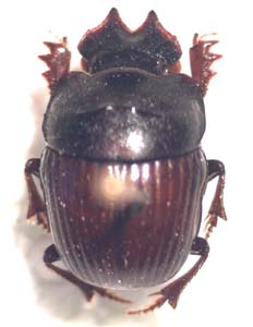 Coptorhina sp.