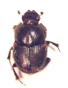 Onthophagus omostigma