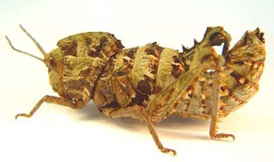 Wingless grasshopper