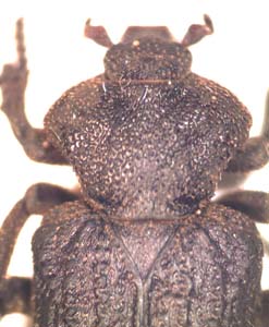 Cremastocheilini sp. (ant cetonia)