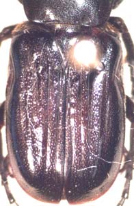 Coenochilus tuberculicollis (ant cetonia.)