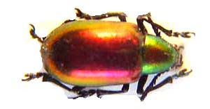 Corynodes dejeani. ( Chrysomelidae.)
