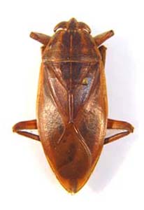  Lethocerus  niloticus.  Nepidae.