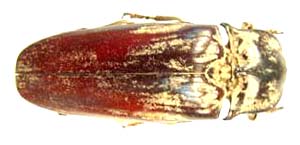 Tetralobus flabellicornis.