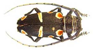 Zographus oculator