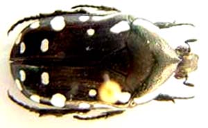 Rhabdotis albinigra.  Burmeister.