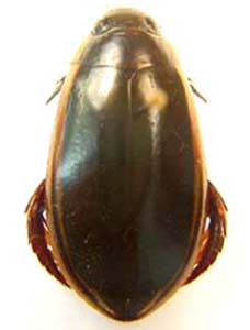 Cybister tripunctatus. (Water Beetle)