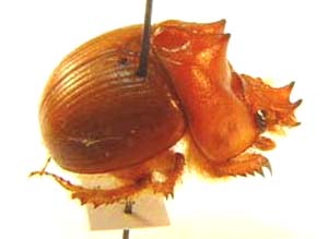 Bolboceratex coryphaeus.  Fabricius.