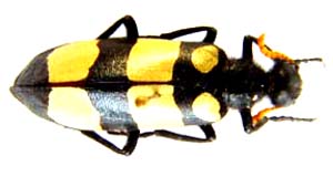 Mylabris oculata ssp (Blister beetle)