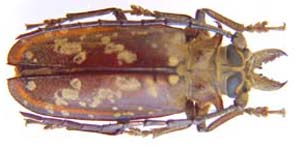 Acanthophorus palini