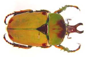Compsocephalus dmitriewi. Olsufiew.