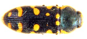 Acmaeodera hessei.