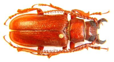 Cantharocnemis 