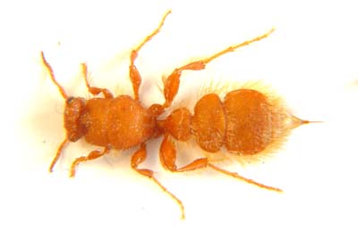 Dasylabroides sp. (Velvet ant ) 