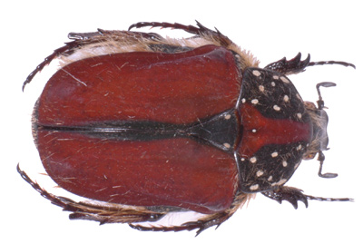 Trichostetha capensis ab oculata.