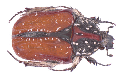 Trichostetha capensis var  fuscorubra