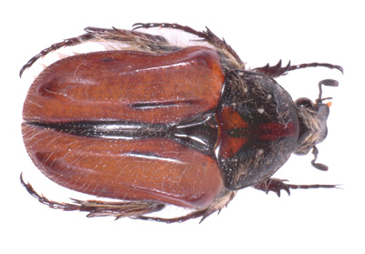Trichostetha capensis ab. hirsuta