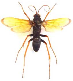 Wasp sp.