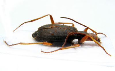 Carabidae sp