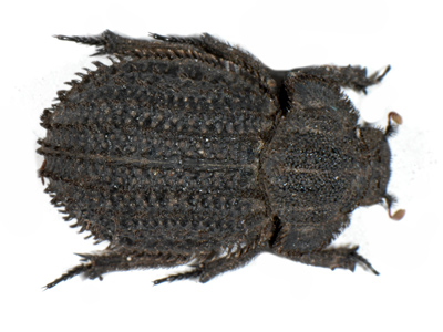 Trogidae sp 1.
