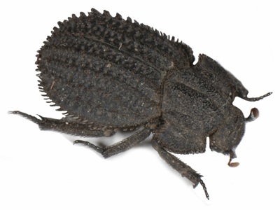 Trogidae sp 1.