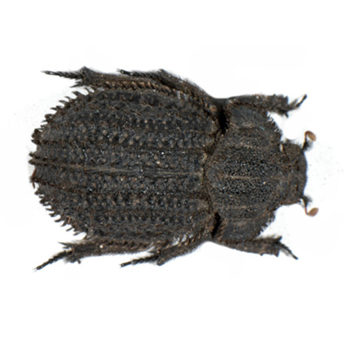 Troginae