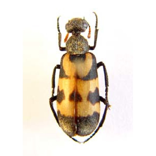 Meloidae