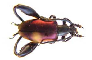 Chrysomelidae