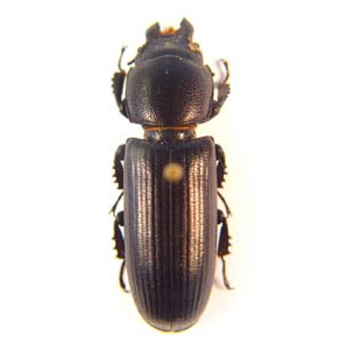 Passalidae