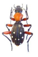 Carabidae