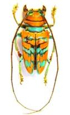 Cerambycidae-2