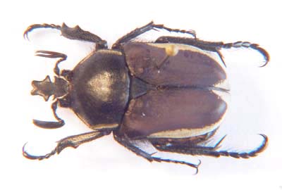 Cetoniinae
