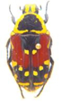 Cet.Madagascar