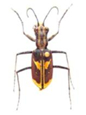 Cicindelidae-1