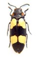 Buprestidae