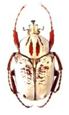 Goliathini